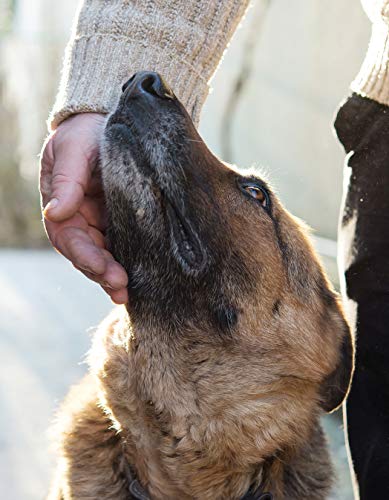 The Midnight Dog Walkers: Positive Training and Practical Advice for Living with Reactive and Aggressive Dogs (CompanionHouse Books) Help Your Dog Recover from Fear and Anxiety, and Enjoy Walks Calmly