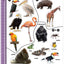 Brain Games - Sticker by Number: Safari Animals (For Kids Ages 3-6): A Kid's Sticker Activity Book With More Than 150 Stickers! (Brain Games - Sticker Activity)