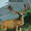 Hunting High Country Mule Deer by Mike Eastman