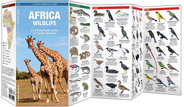 African Wildlife: A Folding Pocket Guide to Familiar Species (Wildlife and Nature Identification)