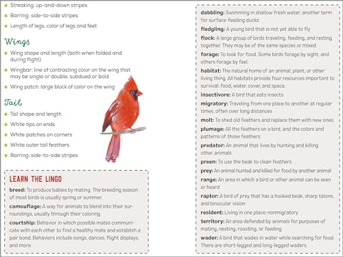Bird Watching Book for Kids: A Journal to Observe and Record Your Birding Adventures (Exploring for Kids Activity Books and Journals)