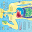 See Inside Your Body (International Edition)