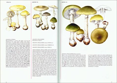 Mushrooms of the World