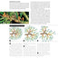 The Bonsai Handbook (IMM Lifestyle Books) The Science and Art of Bonsai from Anatomy to Aesthetics, and How to Grow Your Own, including Pinching, Pruning, Wiring, Holiday Care, and a Photo Gallery