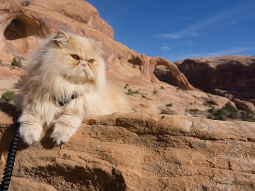 Adventure Cats: Living Nine Lives to the Fullest