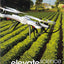 Elevate science Savvas