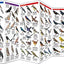 Florida Birds: A Folding Pocket Guide to Familiar Species (Nature Observation North America)