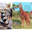 Discovery: Roar at the Zoo! (10-Button Sound Books) (Image on Book may slightly vary)