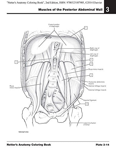 Netter's Anatomy Coloring Book: with Student Consult Access (Netter Basic Science)