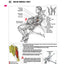 Strength Training Anatomy, 3rd Edition by Frederic Delavier