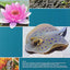 A Student Handbook for Writing in Biology