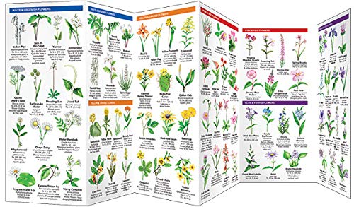 Louisiana Trees & Wildflowers: A Folding Pocket Guide to Familiar Plants (Wildlife and Nature Identification)