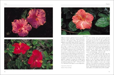Hibiscus