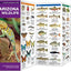 Arizona Wildlife: A Folding Pocket Guide to Familiar Animals (Wildlife and Nature Identification)