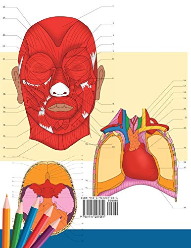 Neuroanatomy + Anatomy and Physiology Coloring Book: 2-in-1 Collection Set  Incredibly Detailed Self-Test Color workbook for Studying and Relaxation
