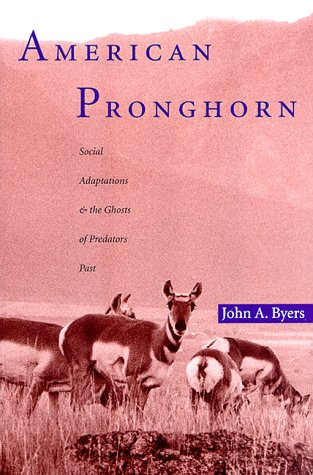 American Pronghorn: Social Adaptations & the Ghosts of Predators Past