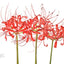 Seeing Flowers: Discover the Hidden Life of Flowers (Seeing Series)