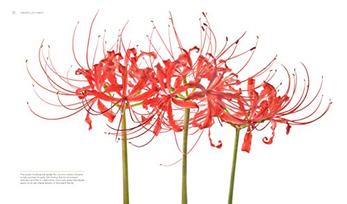 Seeing Flowers: Discover the Hidden Life of Flowers (Seeing Series)