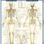 Skeletal System: Advanced (Quick Study Academic)