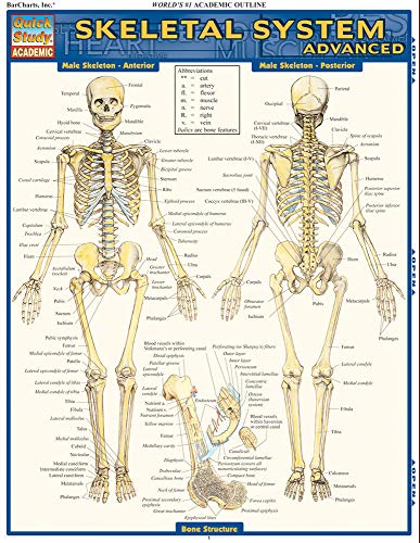 Skeletal System: Advanced (Quick Study Academic)