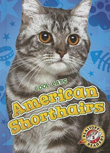 American Shorthairs (Cool Cats)