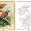 Beautiful Birds Coloring Book (Sirius Classic Nature Coloring)