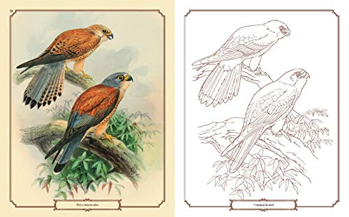 Beautiful Birds Coloring Book (Sirius Classic Nature Coloring)