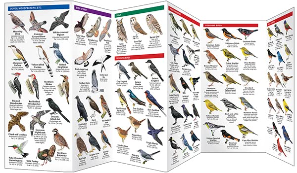 Everglades Birds: A Folding Pocket Guide to Familiar Species (Wildlife and Nature Identification)