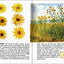 Wildflowers: A Fully Illustrated, Authoritative and Easy-to-Use Guide (A Golden Guide from St. Martin's Press)