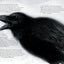 Poe: Stories and Poems: A Graphic Novel; Illustrated by Gareth Hinds