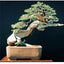 The Bonsai Handbook (IMM Lifestyle Books) The Science and Art of Bonsai from Anatomy to Aesthetics, and How to Grow Your Own, including Pinching, Pruning, Wiring, Holiday Care, and a Photo Gallery