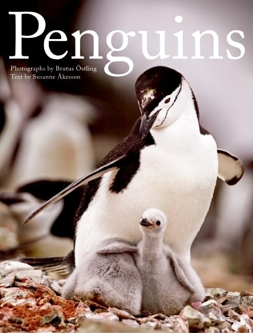 Penguins