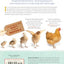An Absolute Beginner's Guide to Keeping Backyard Chickens: Watch Chicks Grow from Hatchlings to Hens