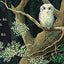 Owl Babies Padded Board Book