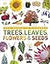 Trees, Leaves, Flowers and Seeds: A visual encyclopedia of the plant kingdom
