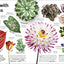 Trees, Leaves, Flowers & Seeds: A Visual Plant Encyclopedia for Kids (DK Our World in Pictures)