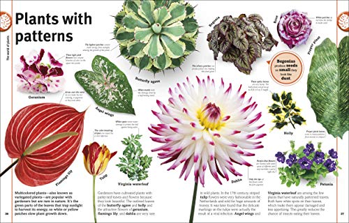 Trees, Leaves, Flowers & Seeds: A Visual Plant Encyclopedia for Kids (DK Our World in Pictures)