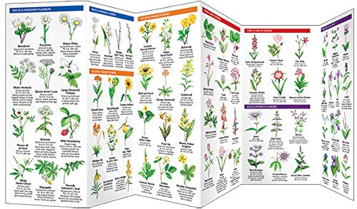 Indiana Trees & Wildflowers: A Folding Pocket Guide to Familiar Plants (Wildlife and Nature Identification)