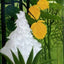 Henri Rousseau: Dreams of the Jungle (Pegasus Library Paperback)