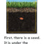 How Plants Grow