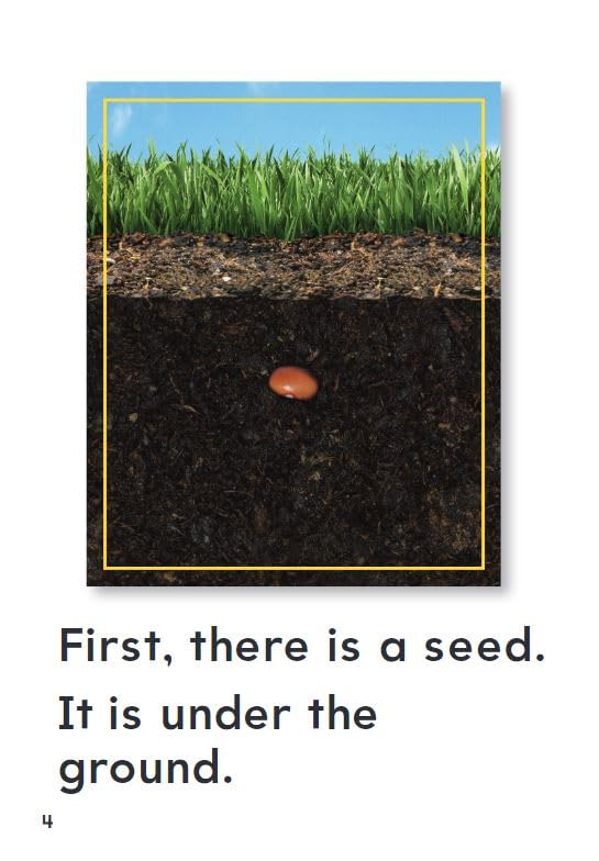 How Plants Grow