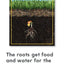 How Plants Grow