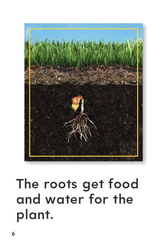How Plants Grow