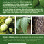 Identifying Trees: An All-Season Guide to Eastern North America