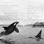 A Whale of the Wild: A Thrilling Animal Adventure About Survival and Family in the Salish Sea (A Voice of the Wilderness Novel)