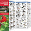 Illinois Birds: A Folding Pocket Guide to Familiar Species (Wildlife and Nature Identification)