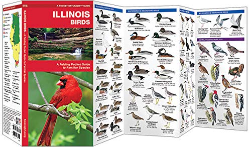 Illinois Birds: A Folding Pocket Guide to Familiar Species (Wildlife and Nature Identification)