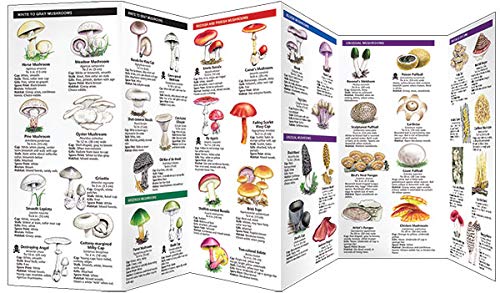 Mushrooms: A Folding Pocket Guide to Familiar North American