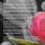 The Canons of Dort & TULIP