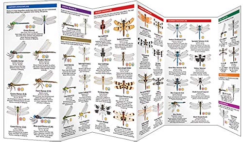 Dragonflies & Damselflies: A Folding Pocket Guide to Familiar, Widespread North American Species (Wildlife and Nature Identification)